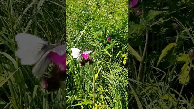 Знойное лето смотреть онлайн