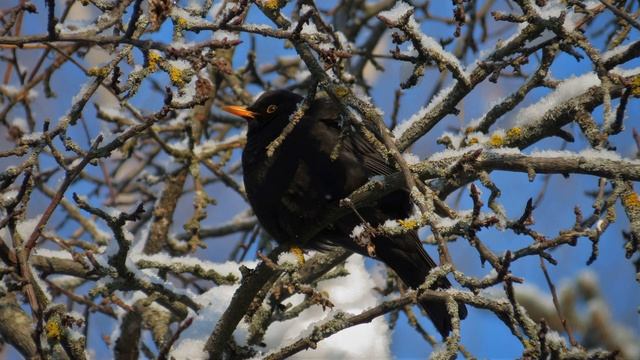 Песня одинокого чёрного дрозда Turdus merula / Lonely Blackbird song смотреть онлайн
