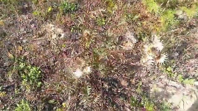 ?Бабье лето? смотреть онлайн