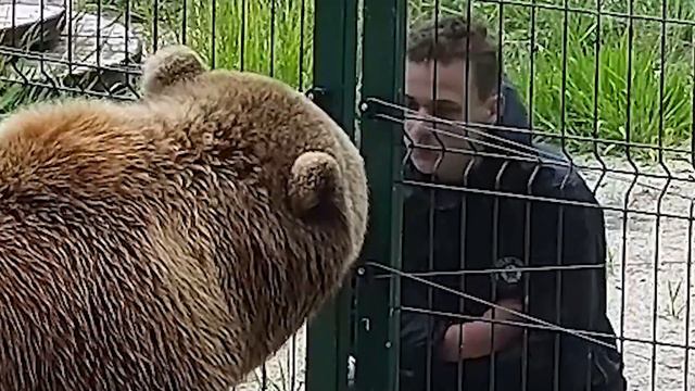 Молодой парень плюнул в морду знаменитому медведю Мансуру смотреть онлайн