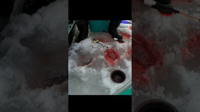 С такой плотвой и селёдка не нужна. смотреть онлайн