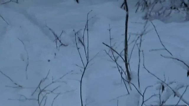 Очередная проверка капканов на куницу 2023-2024!!! смотреть онлайн