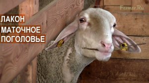 Овцы породы Лакон. Маточное поголовье и ярки. КФХ Feodoro