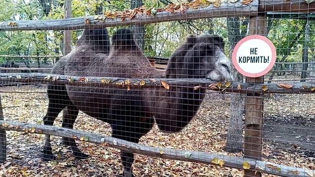 ? Верблюд кушает листву. смотреть онлайн