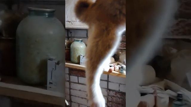 Щенки Акита Ину смотреть онлайн