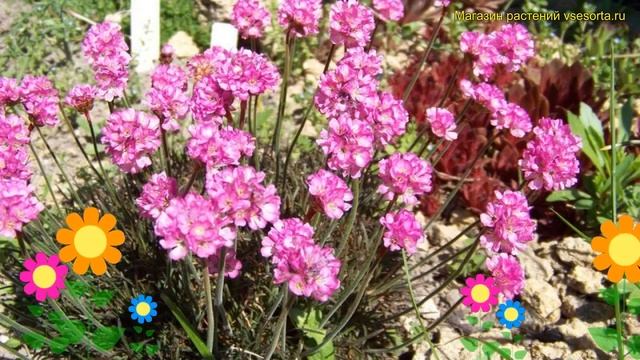 Армерия приморская Везувий. Краткий обзор, описание характеристик Armeria Vesuvius Vesuvius