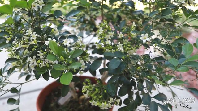 Orange Jasmine Cares and Blooms смотреть онлайн