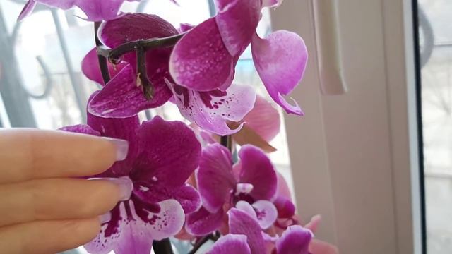 Мой Нереально КРАСИВЫЙ Биг лип АББА ( ЕГО НАДО УВИДЕТЬ ВСЕМ) и любимчики Биг лип МОЛНИЯ и АЛАДИН смотреть онлайн