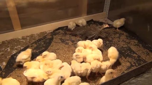Цыплята броллерной курицы, возраст 3 дня. Птенцы цесарки смотреть онлайн