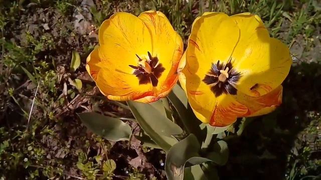 Голландские тюльпаны. смотреть онлайн