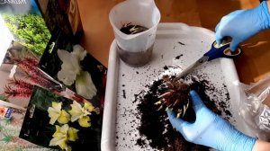 Как сохранить ирисы сибирские, купленные в марте