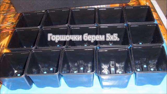 Виола. Выращивание виолы из семян. От и до - посев, пикировка, посадка, цветение. смотреть онлайн