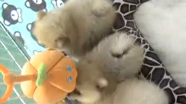 Шпиц померанский щенки смотреть онлайн