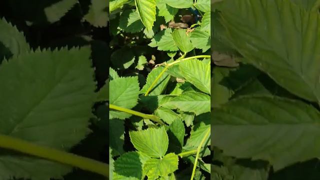 Ежевика Небеса могут подождать. Краснодарский край🌻🌻🌻 смотреть онлайн