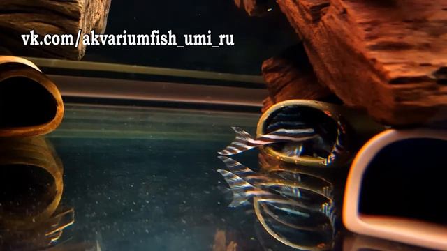 L-046 Гипанциструс Зебра (L-046 Hypancistrus Zebra) смотреть онлайн