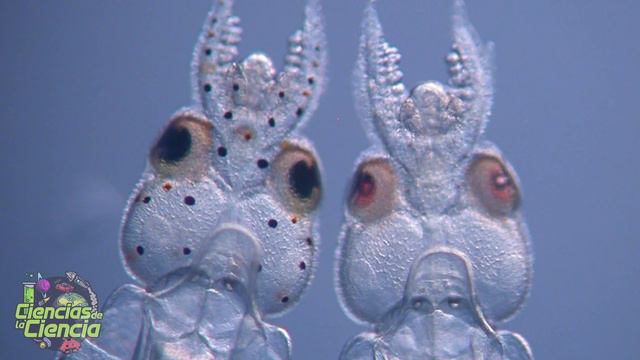 😱 ¡Imágenes Científicas Que Te Sorprenderán!