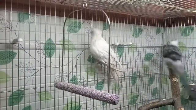 Певчие попугаи после купания смотреть онлайн