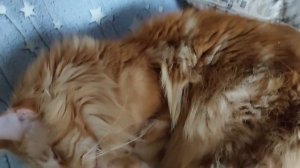 Мейнкун. Что это за зверь?