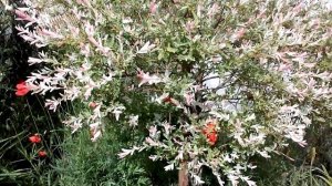 Ива японская Хакуро Нишики. Укоренение черенков.