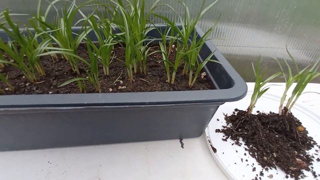 Чуфа или земляной миндаль, выращивание #сыть #чуфаземлянойминдаль смотреть онлайн