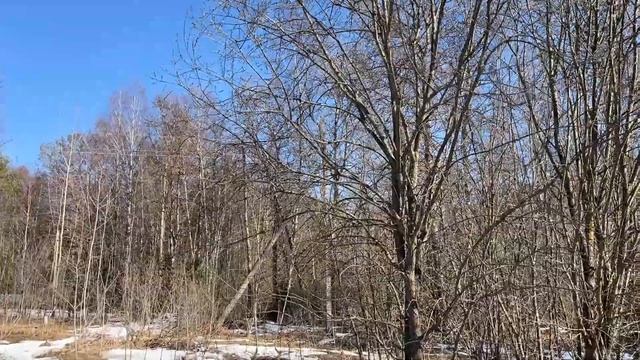 Продается земельный участок 6 соток в СНТ "Текстильщик", рядом с гор. Карабаново смотреть онлайн