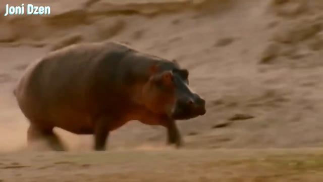 Бегемот в Деле! Бегемот Против Льва, Крокодила, Буйвола и Даже Слона!