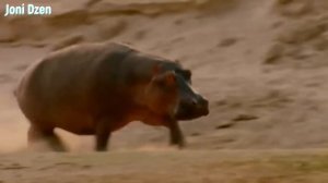 Бегемот в Деле! Бегемот Против Льва, Крокодила, Буйвола и Даже Слона!