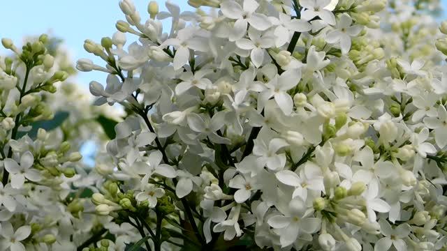 Как расположить женщину к себе смотреть онлайн