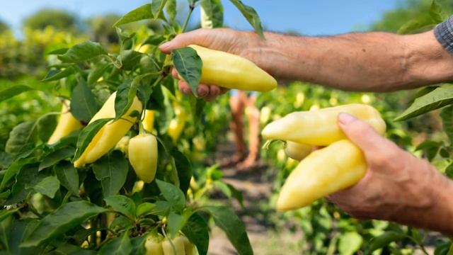 ✅Топ 3 ЛУЧШИЕ сорта сладкого перца | Ранние сорта перца смотреть онлайн