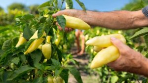 ✅Топ 3 ЛУЧШИЕ сорта сладкого перца | Ранние сорта перца