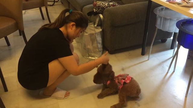 Coco, the brown Poodle Plays Dead. смотреть онлайн