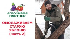 ОМОЛАЖИВАЕМ СТАРУЮ ЯБЛОНЮ. ДУПЛО. (часть 2)