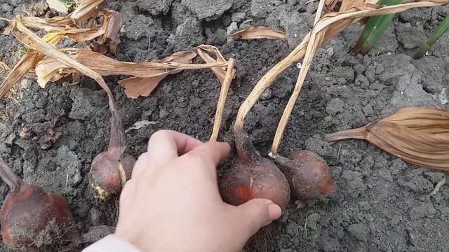 Пора выкапывать луковицы колхикума или безвременника. смотреть онлайн