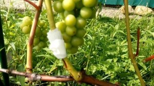 после всех дождей и холодов, виноград Онтарио