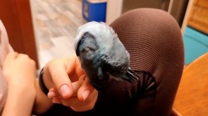 Стоит ли заводить Воробьиного попугая #forpus