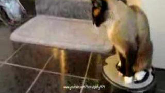 собака и кошка