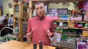 Пеперомия розовая Каперата Кито | Комнатное растение с красивыми листьями