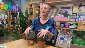 Маммилярия Ханиана - цветущий кактус размером с мяч. Каждая колючка прекрасна. Завораживает.