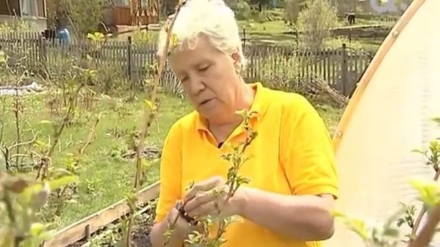 Голова садовая. Как вырастить малину смотреть онлайн