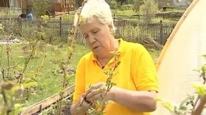 Голова садовая. Как вырастить малину