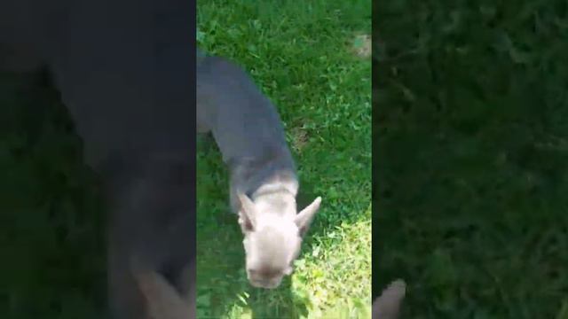 Французский бульдог щенок купить продажа москва цена 50000 смотреть онлайн