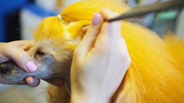 БЫСТРАЯ И ПРОСТАЯ ПРИЧЕСКА ДЛЯ СОБАКИ! КАК СДЕЛАТЬ СОБАКЕ ХВОСТИКИ? смотреть онлайн