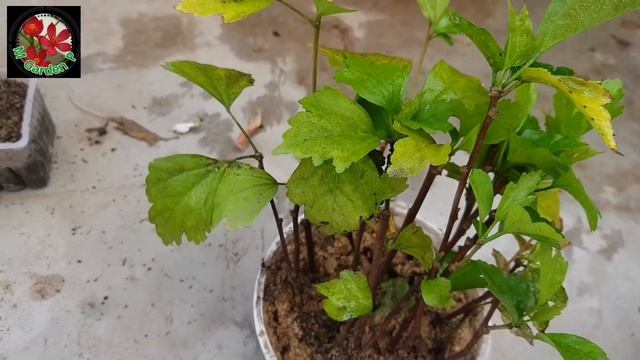 জবা গাছের কাটিং খুব সহজে / Easy way of hibiscus plant cutting / With English subtitles смотреть онлайн