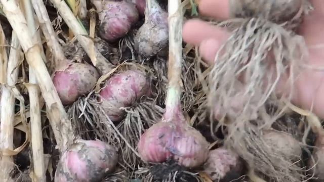 УРОЖАЙ ЧЕСНОКА. СУШКА И ХРАНЕНИЕ ЧЕСНОКА. смотреть онлайн