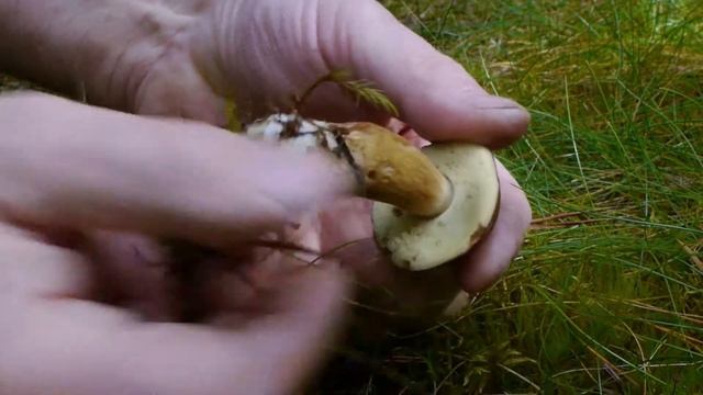 Boletus badius смотреть онлайн