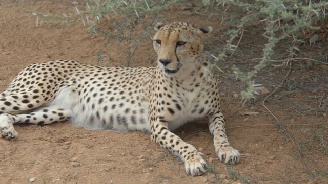 Cheetah | Acinonyx Jubatus | Big Cats