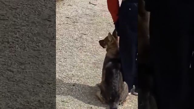 Лютар Эветта, 3 месяца, воспитание щенка! ?????? смотреть онлайн