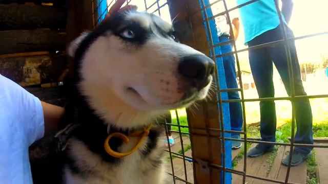 VLOG: Питомнмник Эльбрус//Просто Маняша смотреть онлайн