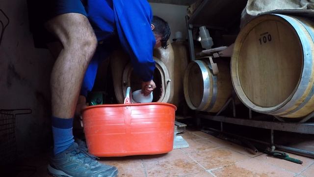 LA TORCHIATURA Del Mosto - Spremitura Uva Svinatura - Vinacce - Fare Il Vino