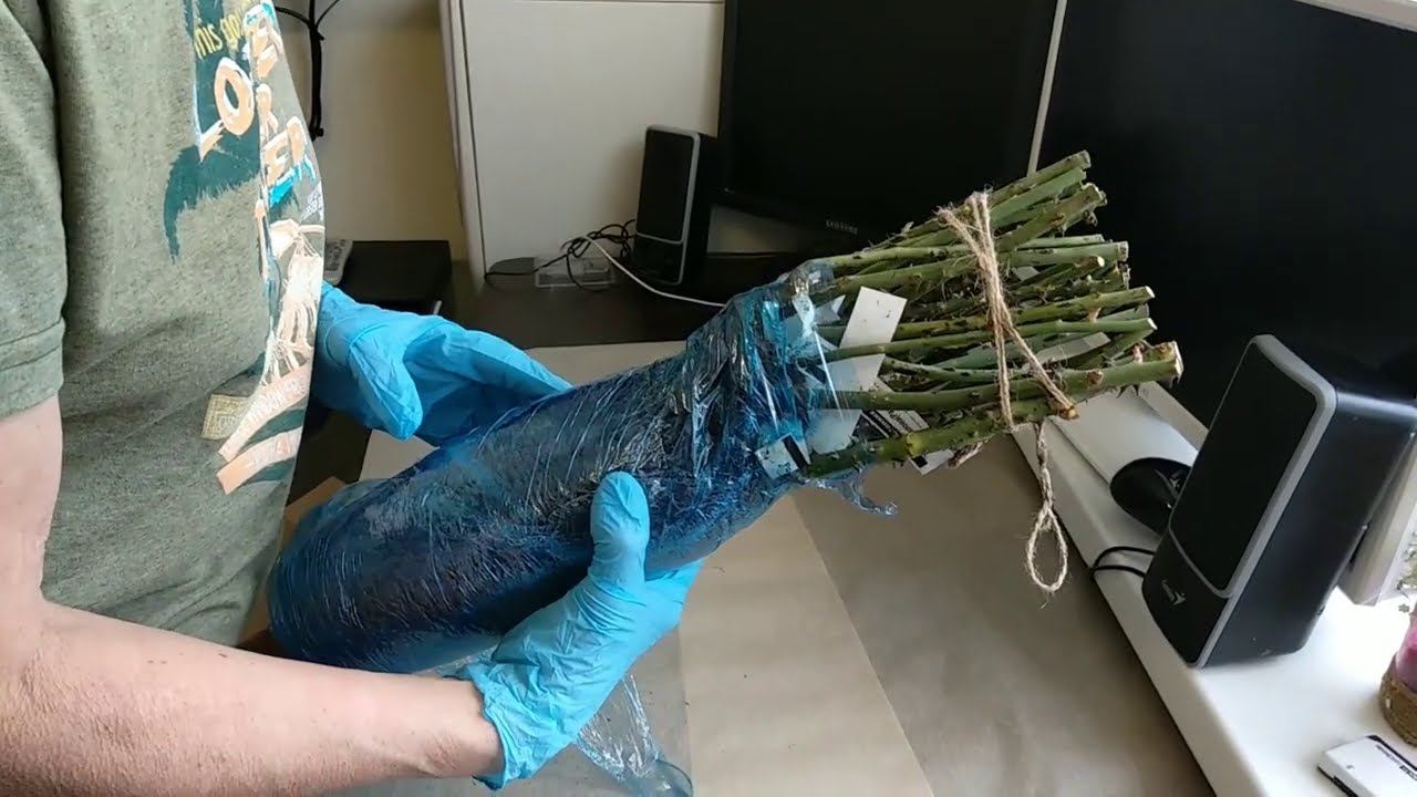 Розы. Посылка из питомника Элит. Как выбрать розы. смотреть онлайн